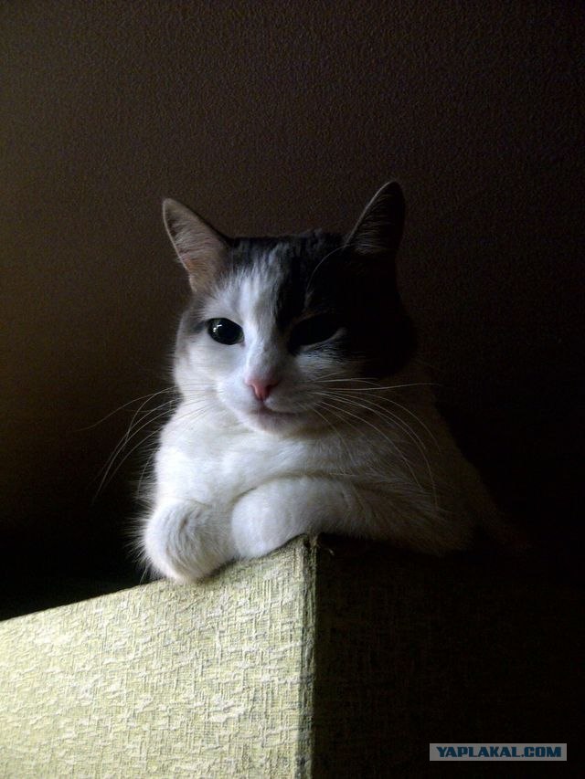 Рисованный котовторник