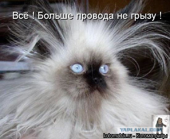 Кошачий Hardcore