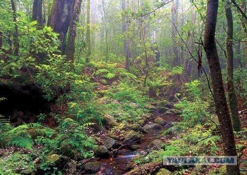 Канарские острова