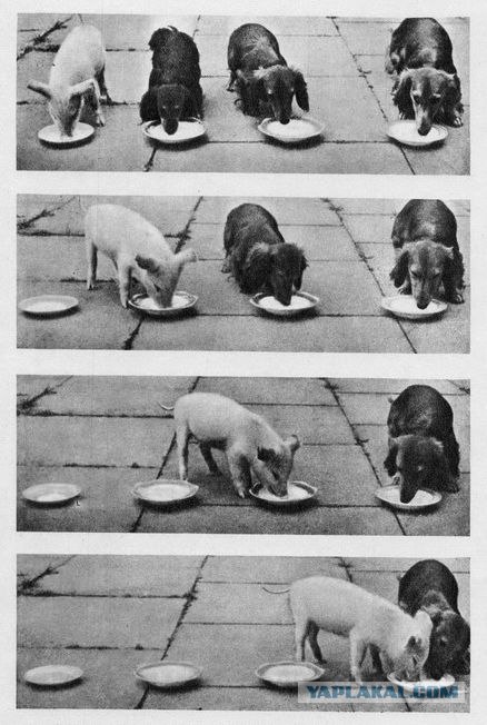 Доброе утро Младший