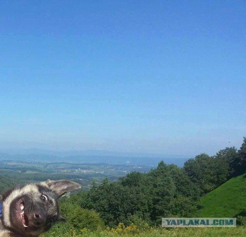 Веселые картинки