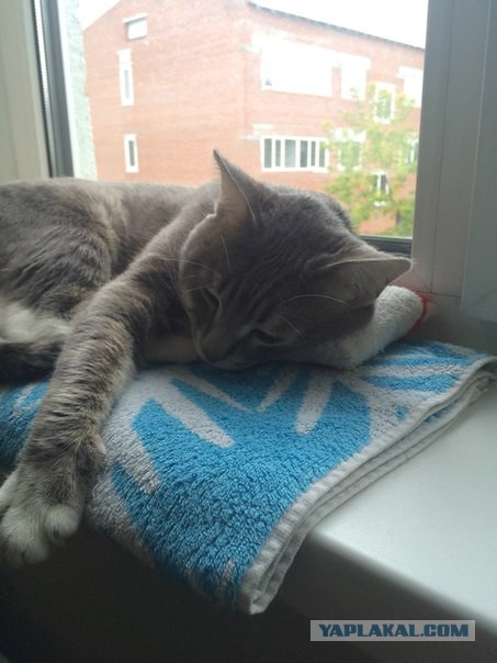 Котовторник  21.07.2015