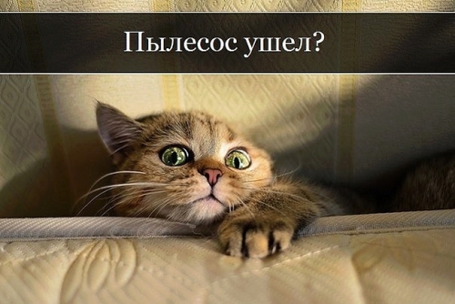 Котовторник