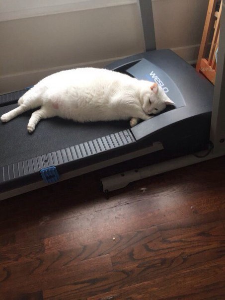 Котовторник