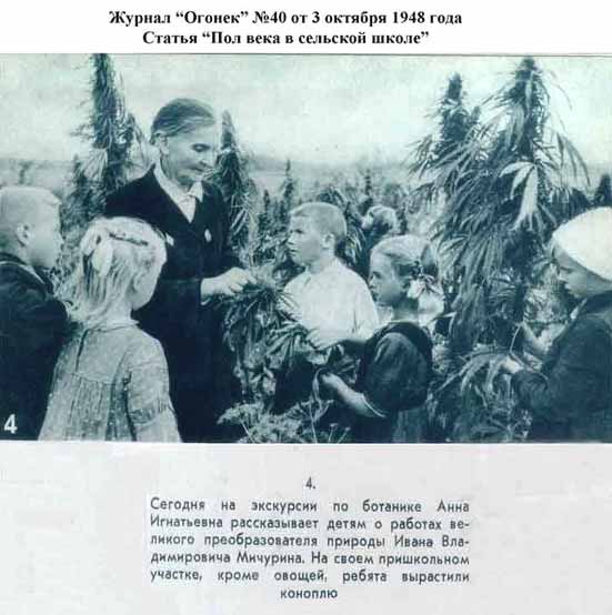 Конопля 36 лет назад