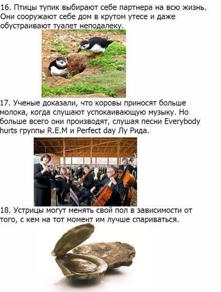 Божьи твари