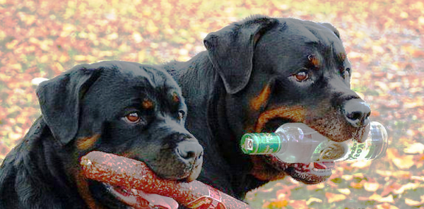 Интересные и веселые картинки