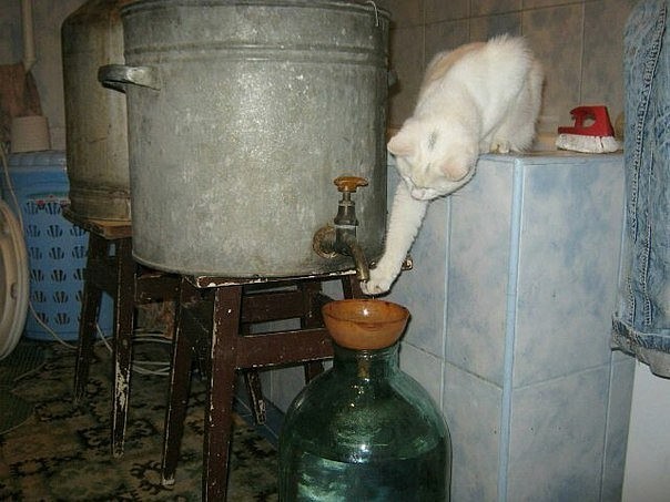 Дегустатор водки — о своей работе