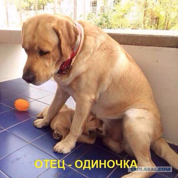 Картинки в черных рамках с подписями