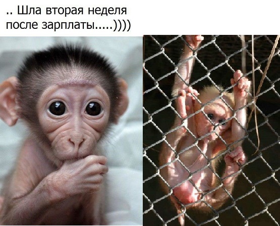 Баянистая годнота - 2
