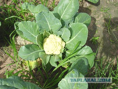 А вы знаете как растут эти продукты?