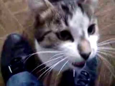 Котовторник  14.11.2017