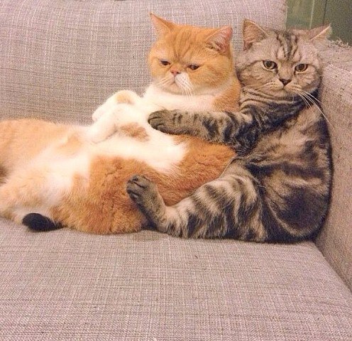 Прикольных котов пост