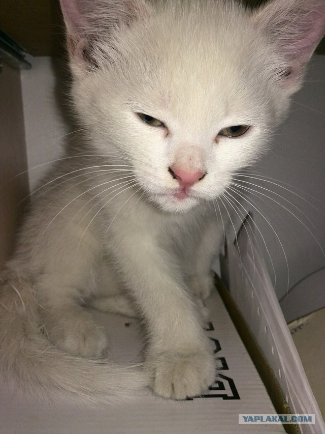 Толстеет кошка