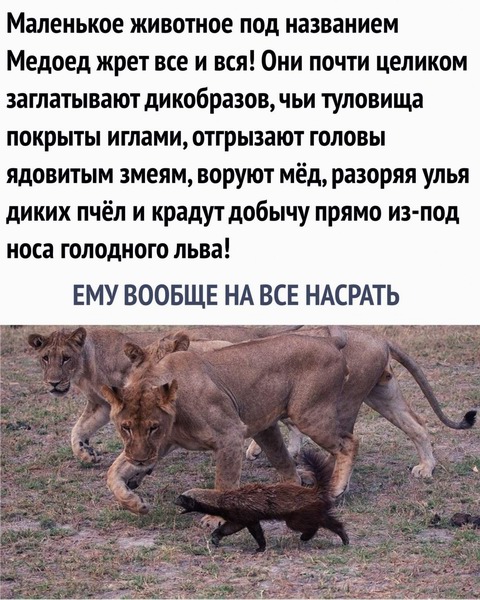 Познавательная Редеградация