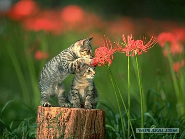 Котовторник (16.09.08)