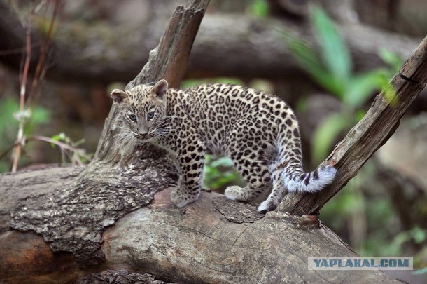 Детеныш персидского леопарда 3 фото+ видео