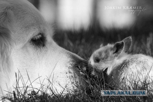 Такая любовь у животных (8 фото)