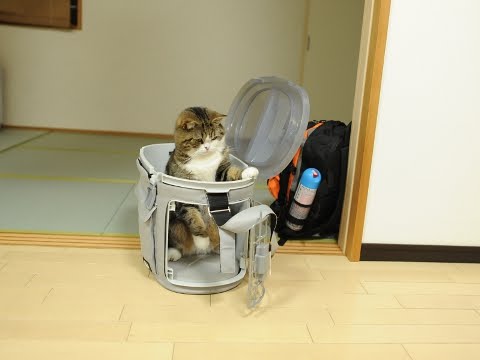 Домашние животные в Японии