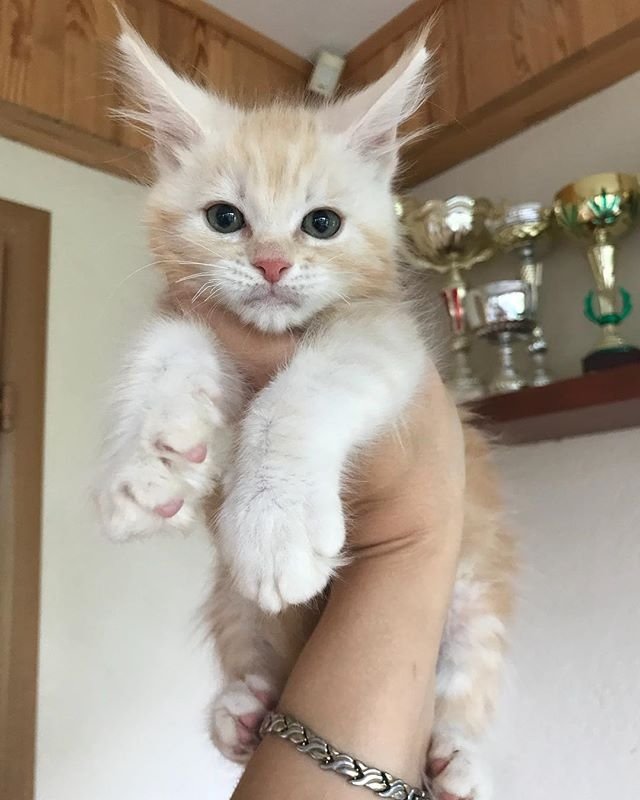 Прикольных котов пост