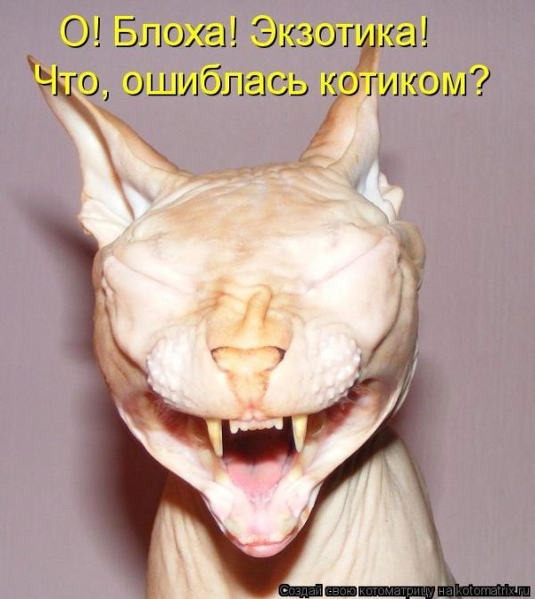 Как я привез домой голую женщину