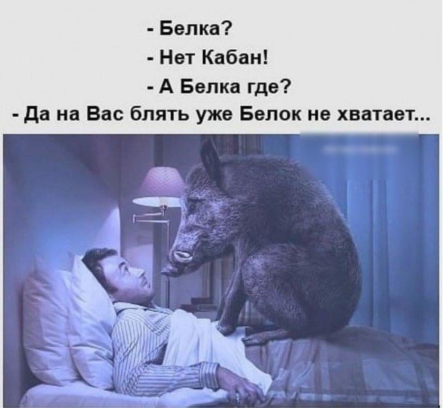 Белкопятница