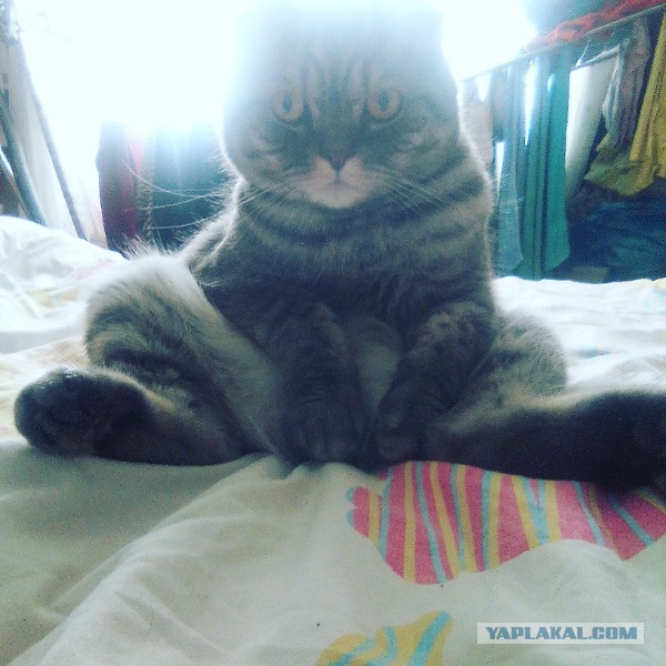 Котопост. Просто антикризисный котопост