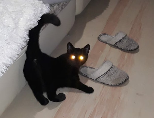 Вторник. Кото-вторник...