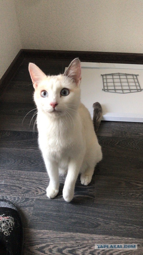 Без кота жизнь не та