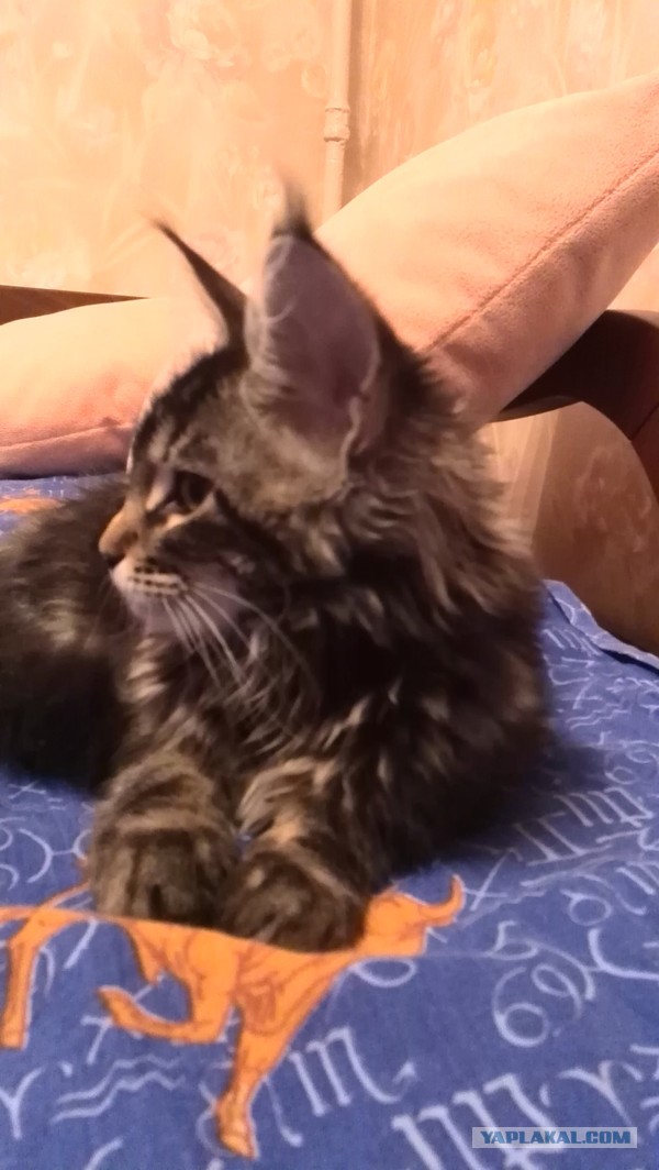 Котовторник 16.04.2013