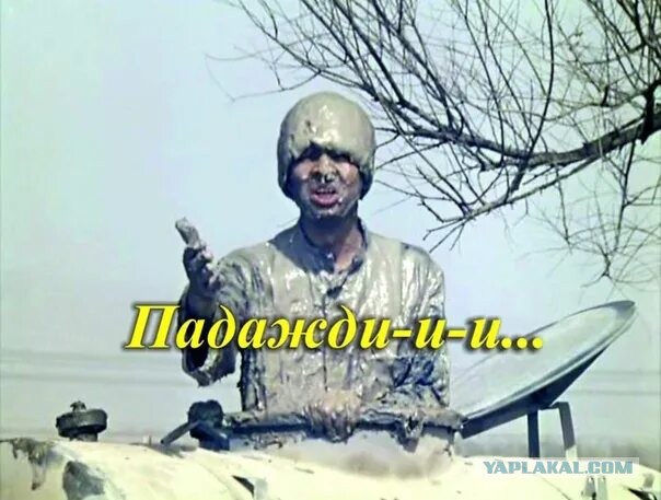 Погулять с котом можно не хуже, чем с собакой
