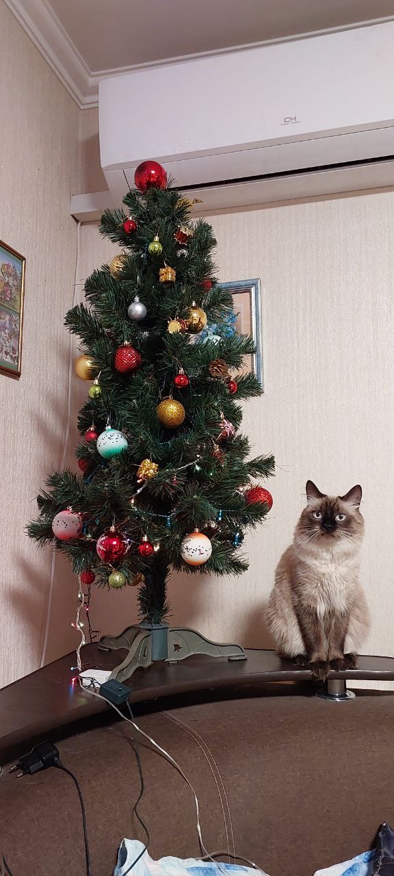 Котовторник 31.12.2024. Последний котовторник года