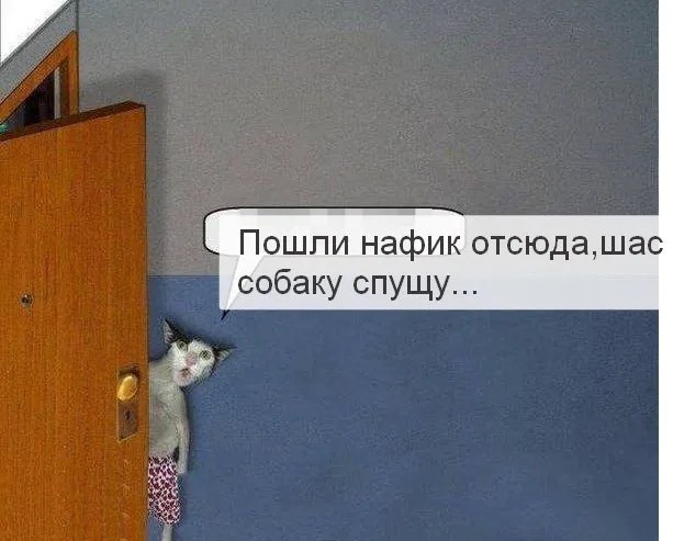 Девушка попросила в Хвиттере остальных скинуть любимые мемы с котами