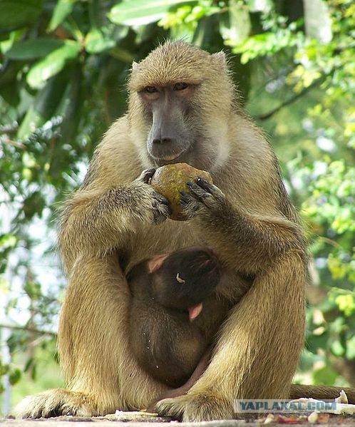 ЙОХАННЕСБУРГ. Атака зомби.