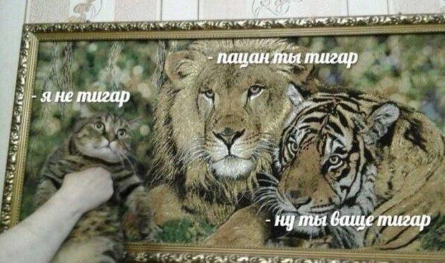 К котовторнику: подборка картинок-баянов с котиками и про котиков. Выпуск 33..
