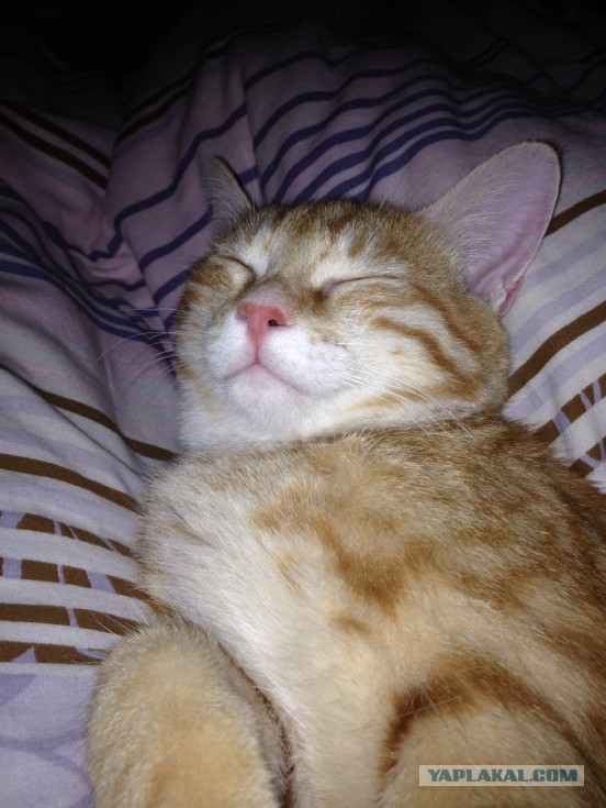 Котовторник  28.01.14