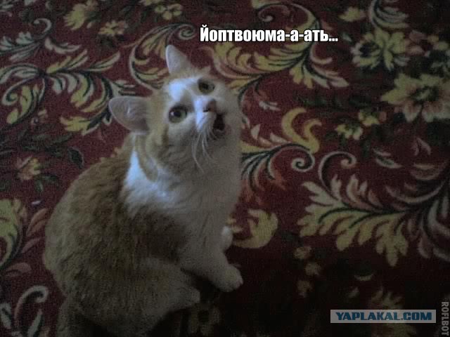 А где прячется ваш кот?