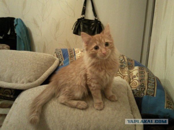 Котовторник  25.03.2014