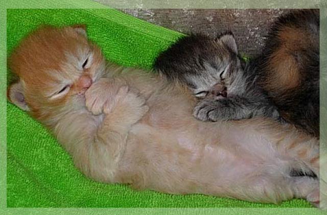 Спят усталые котейки :)