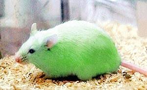 Добряки, плюсующие всех подряд