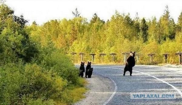 Веселые картинки