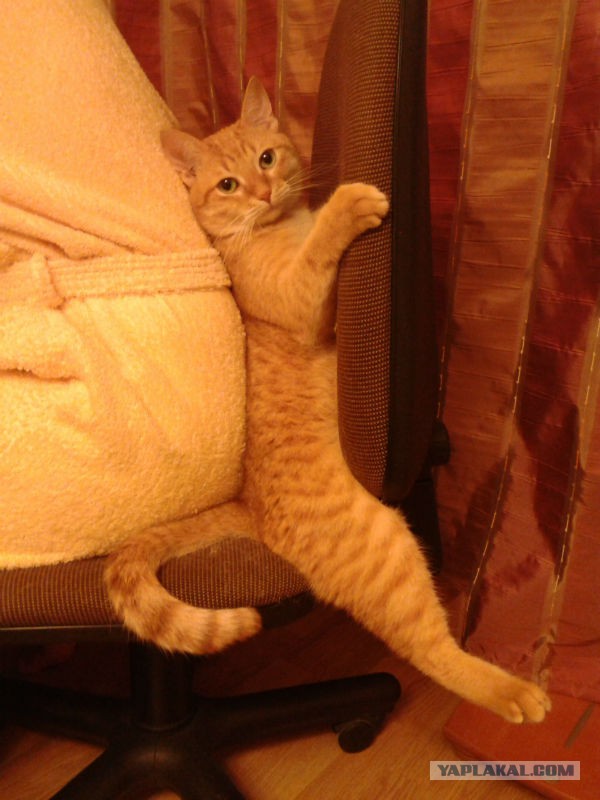 Котовторник