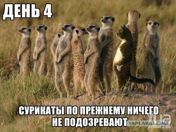 Меган Фокс для съемок стала блондинкой