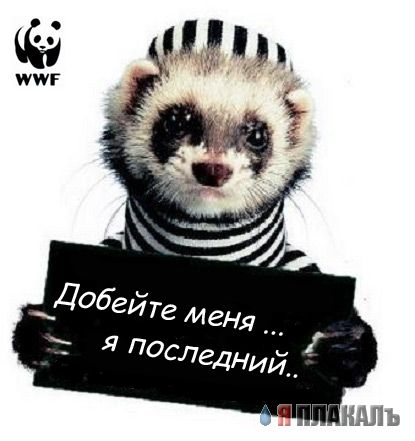 ГРЫЗУНЫ. Мыши, крысы, хомячки и т.д.