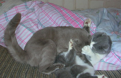 Коты, кошки, котята