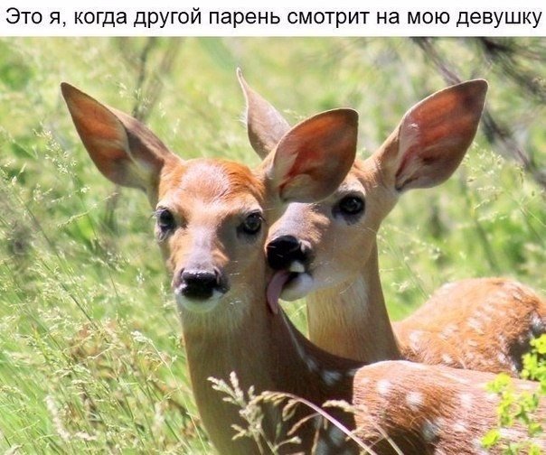 Свежая подборка прикольных картинок