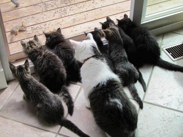Демы к котовторнику!