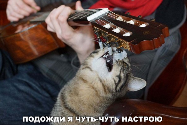Мохнатые беспредельщики