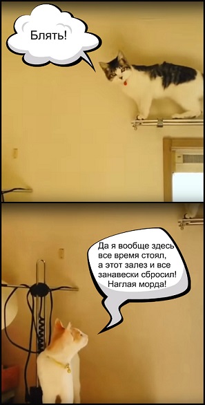 Котэ сдает назад