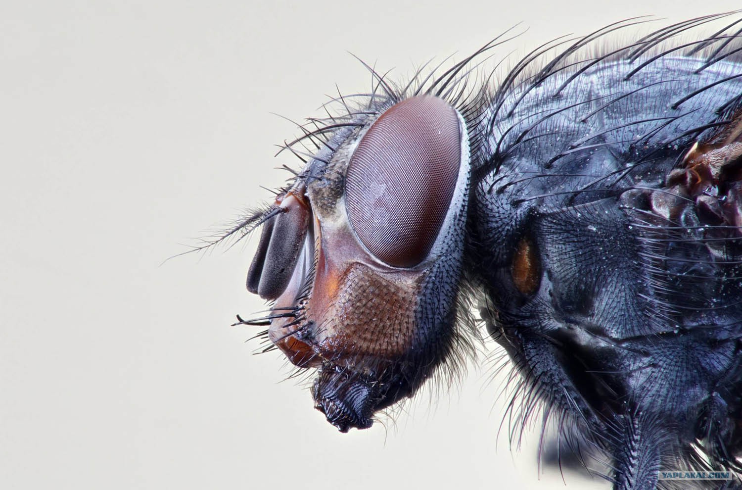 Плохо муха. Муха макро. Хоботок мухи. Муха хоботковая. Мошка гнус под микроскопом.